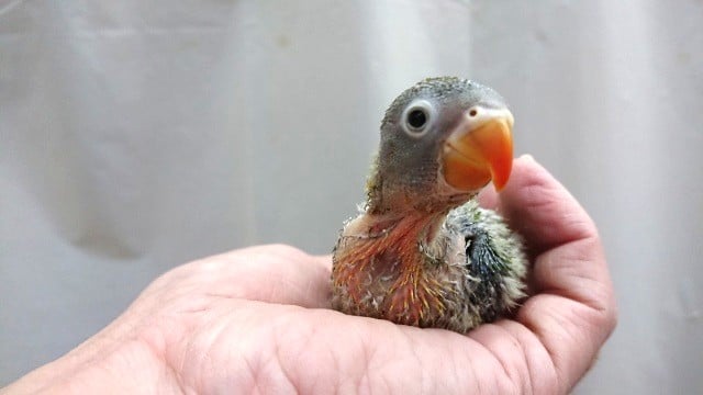 キエリボタンインコ