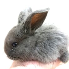 なんか　耳で飛べそうな勢い。。ロップイヤーです！