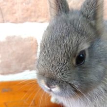 意外と主張がハッキリしています。。ネザーランドドワーフラビット～