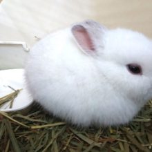 季節はずれの「雪うさぎ」みたいな。。ドワーフラビット～