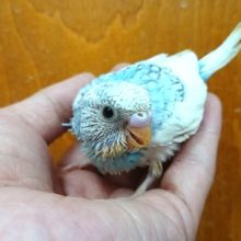 はぁ～ｷﾚｲ。。セキセイインコのスパングルのパイド～