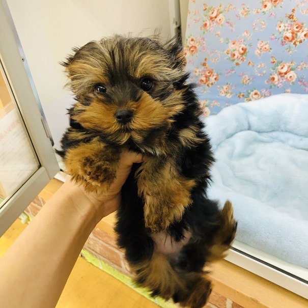 ヨークシャテリア