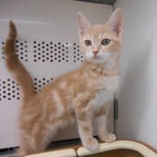 アメリカンショートヘアー　男の子　入舎♪