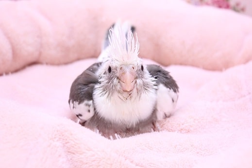 久しぶり！オカメインコ“ホワイトフェイスパイド” 2020.4/9撮影