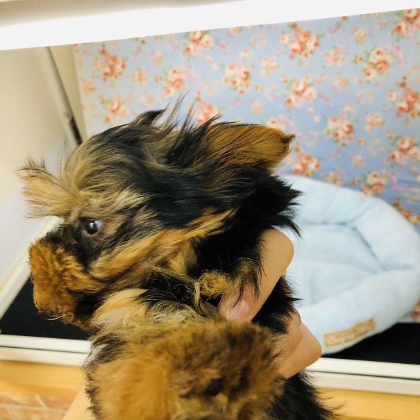 ヨークシャテリア