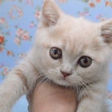 元気いっぱいブリティッシュくん入りました♪