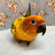 手乗りコガネメキシコインコ　ヒナ餌卒業済　４月１６日撮影