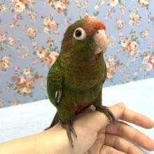 【珍しい】手乗りズアカウロコインコ！