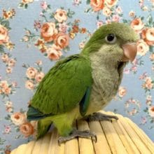 手乗りオキナインコ　ノーマル　ヒナ　４月２１日