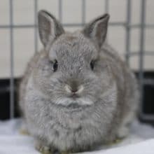 ちっちゃい！ネザーランドドワーフラビット 2020年04月30日撮影