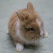 ふわふわ～　アンゴララビット1　2020年04月30日撮影