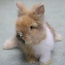 ふわふわ～　アンゴララビット2　2020年04月30日撮影