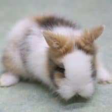 ふわふわ～　アンゴララビット３　2020年04月30日撮影