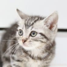 クールビューティ！おメメがキラリ！アメリカンショートヘア2020年04月21日撮影