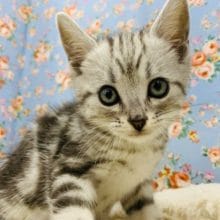 美形なアメリカンショートヘアー♪