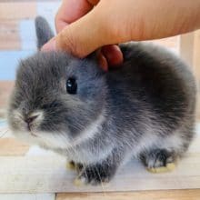 ころころ可愛いドワーフラビットさん♡