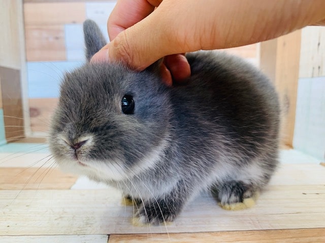 ころころ可愛いドワーフラビットさん♡