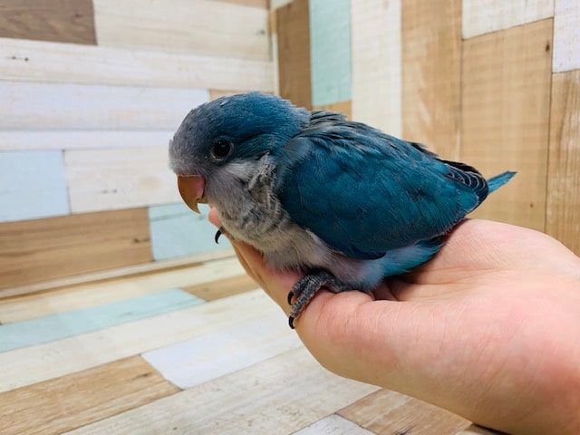 オキナインコさん にぎコロができるようになりました 東京からもほど近い 千葉県 神奈川県 埼玉県でオキナインコ を販売するペットショップ