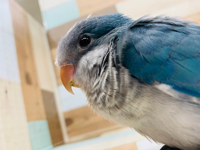 オキナインコさん、にぎコロができるようになりました！ - 東京からもほど近い、千葉県・神奈川県・埼玉県でオキナインコ を販売するペットショップ