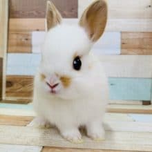 手ひらサイズのミニうさぎさん！