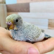 レアカラーのセキセイインコ！