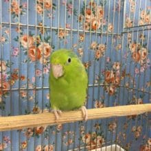 しっかり　安心サイズ！マメルリハ（ノーマル）♀