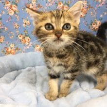 アメリカンショートヘアー（ブラウンタビー）男の子　入舎！！