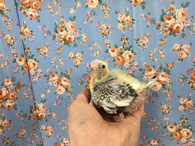 オカメインコ（パール）２０２０年３月生まれ