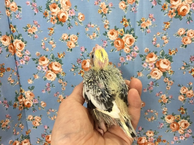 オカメインコ