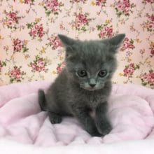 ブリティッシュショートヘアー（ブルー）女の子　入舎！！