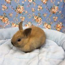 ドワーフラビット（トート）男の子　２０２０年３月生まれ