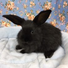 ロップイヤーラビット（ブラック）女の子　２０２０年３月うまれ