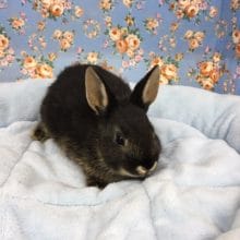 ドワーフラビット（ブラックオター）女の子　２０２０年３月生まれ