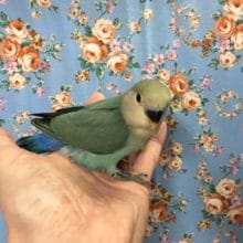 小桜インコ（色変わり）２０２０年３月生まれ