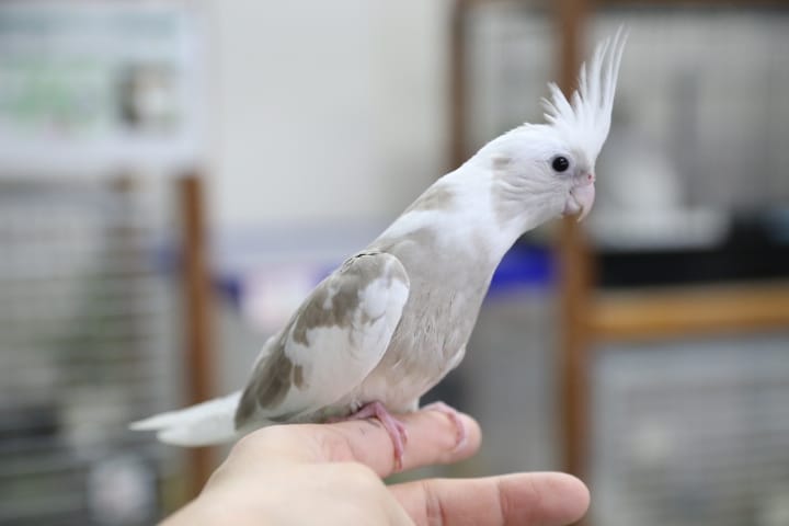 オカメインコ