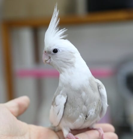 オカメインコ