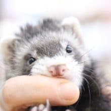 マーシャル☆フェレット（セーブルカラー）2020年04月05日(日)撮影