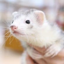 マーシャル☆フェレット（シルバーミット）2020年04月05日(日)撮影