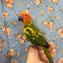 コガネメキシコインコ　２０２０年３月生まれ