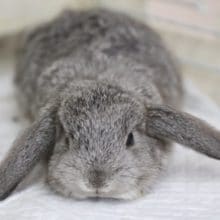 WAO‼　とってもキュートなロップイヤーラビット　2020年04月09日撮影