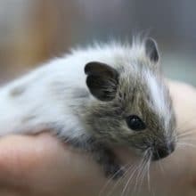 世界に1つだけの色彩！デグーパイド 2020年04月09日撮影