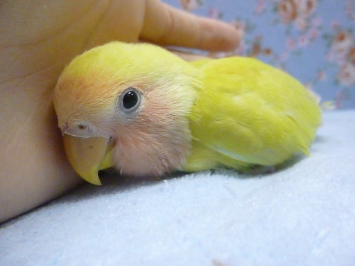 コザクラインコ（小桜インコ）