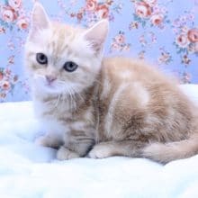 イケメン！マンチカンの男のコ 2020.4/15撮影