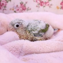 ウブウブちゃん！ウロコメキシコインコ“パイナップル”のひな 2020.4/2入舎