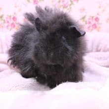 レアです！モルモットの女のコ 2020.4/20撮影