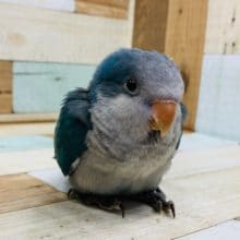 オキナインコさん、にぎコロができるようになりました！