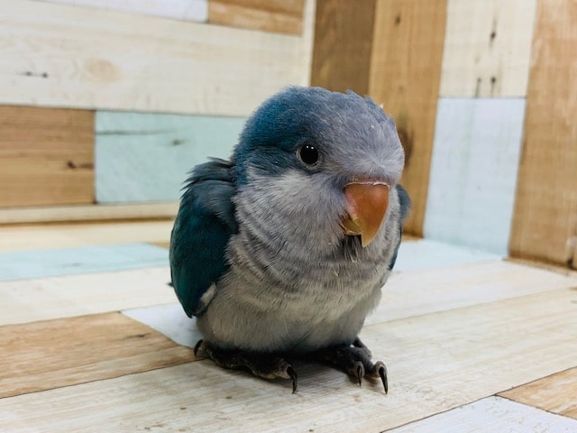 オキナインコさん、にぎコロができるようになりました！