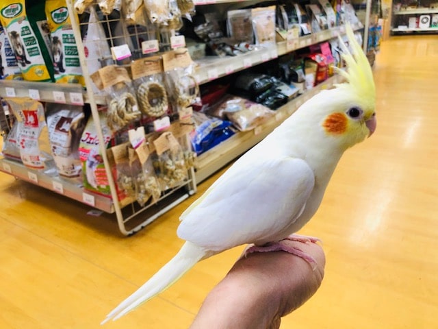 オカメインコ