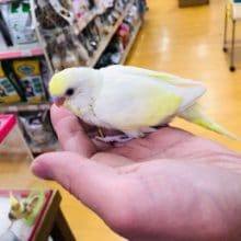 レアカラーのセキセインコ　ヒナ　入舎！！