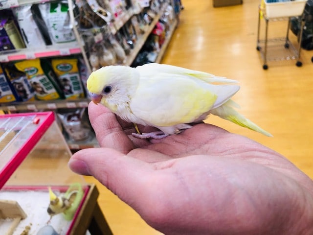 レアカラーのセキセインコ　ヒナ　入舎！！